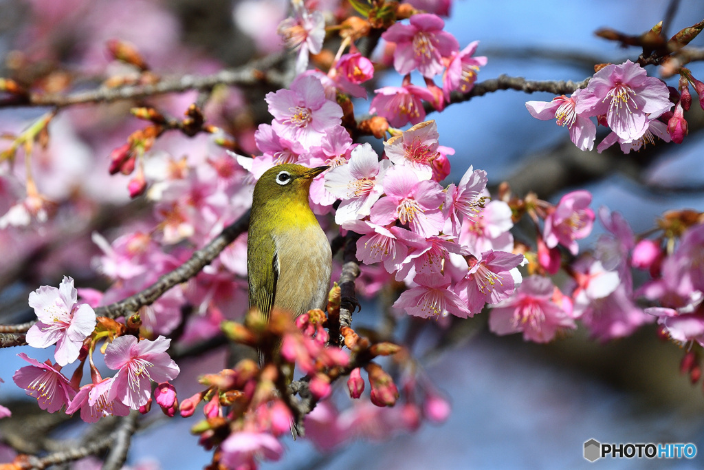 春めく