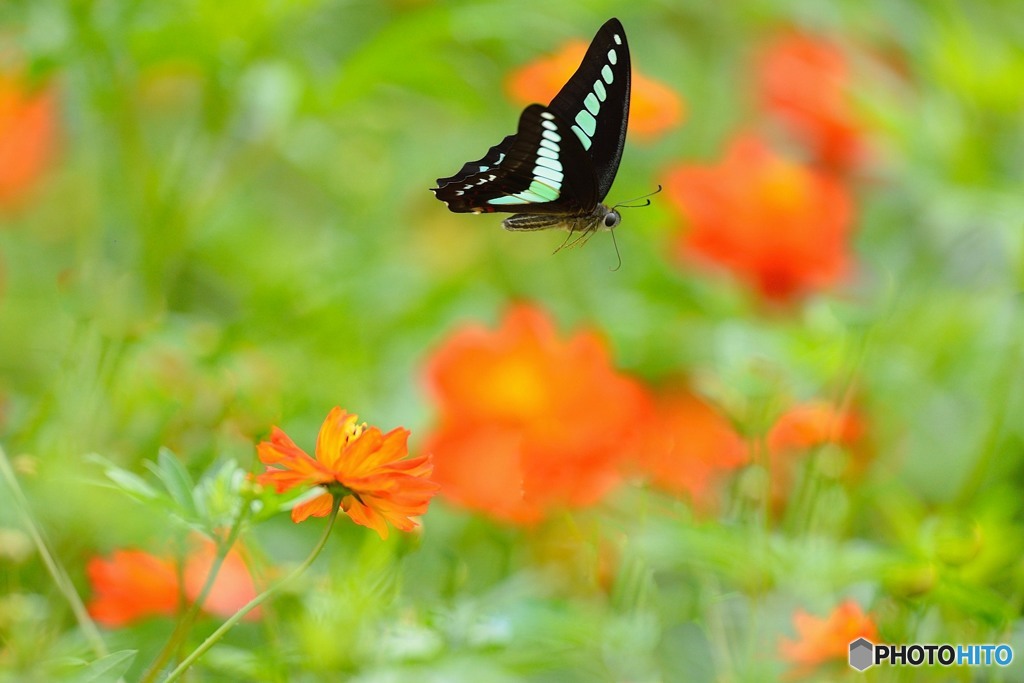 アオスジアゲハの飛翔