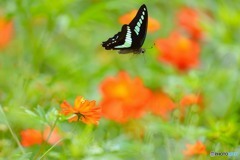 アオスジアゲハの飛翔