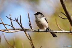 癒しのエナガさん