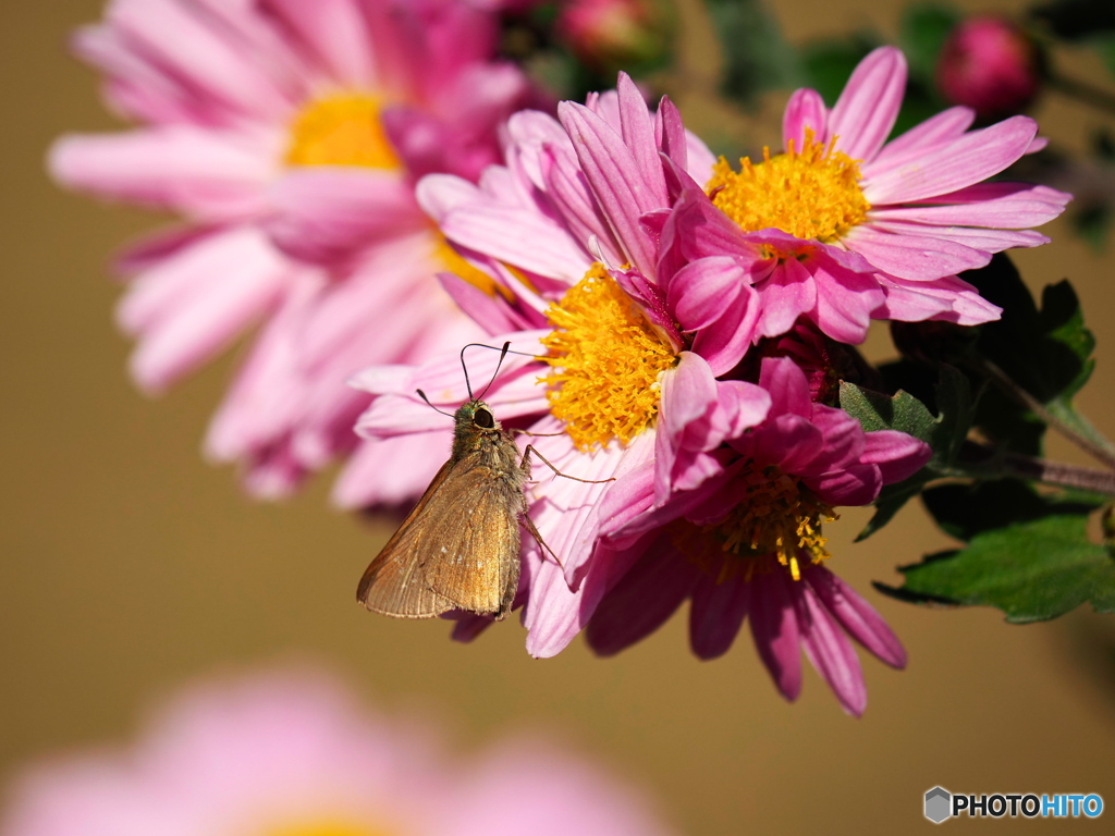 小菊にチャバネセセリ
