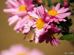 小菊にチャバネセセリ