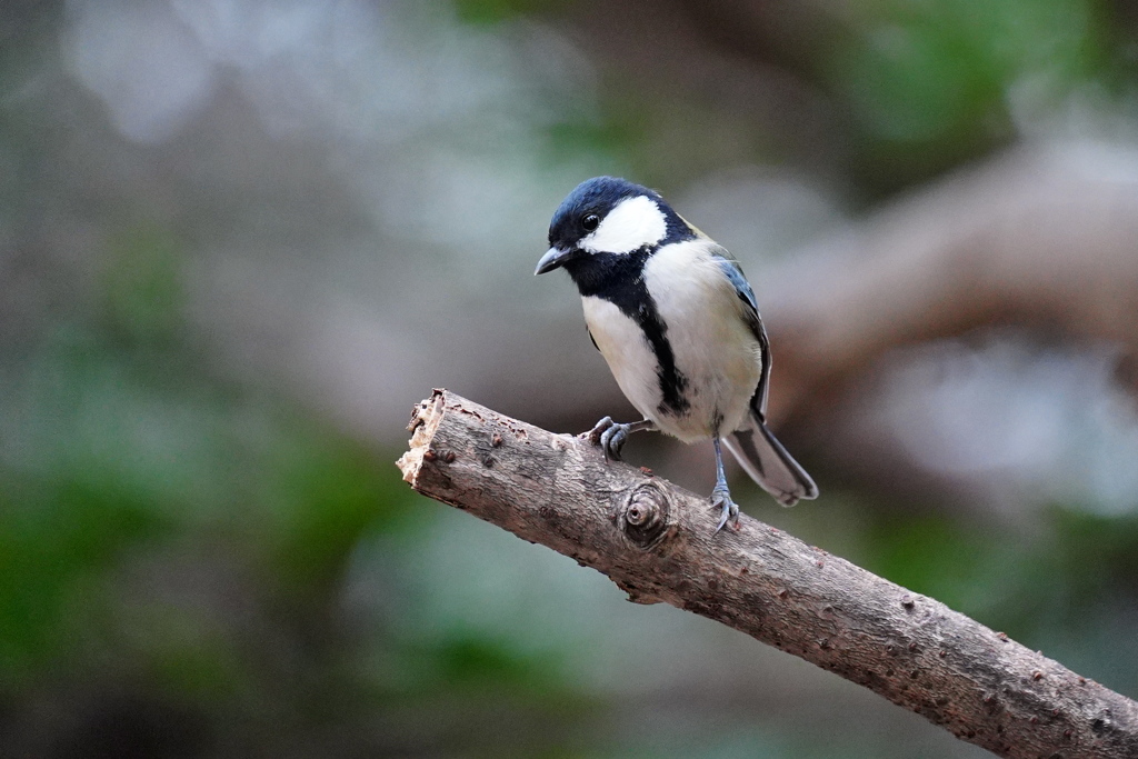 元気なシジュウカラ