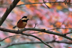 紅葉とヤマガラ