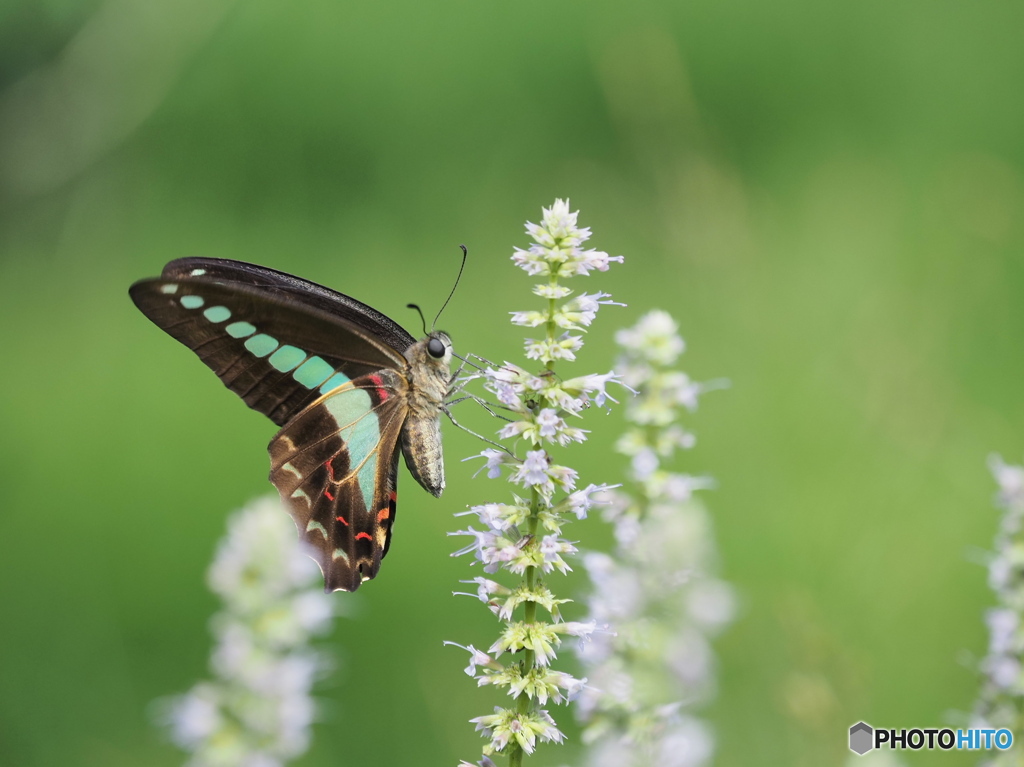 アガスターシェにアオスジアゲハ