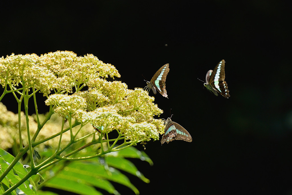 カラスザンショウに
