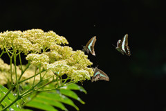 カラスザンショウに