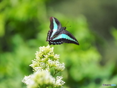 FLYING