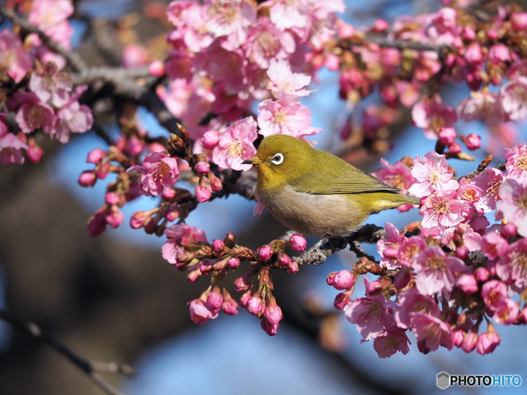 春の足音