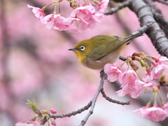 春色
