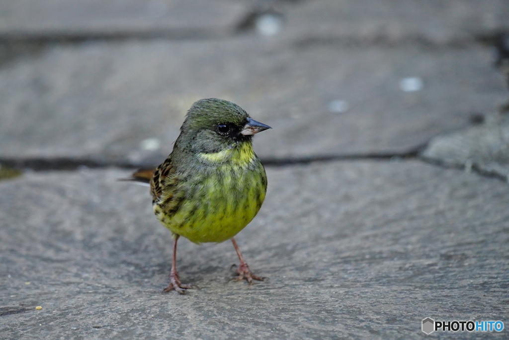 イケメンのアオジさん