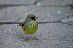 イケメンのアオジさん