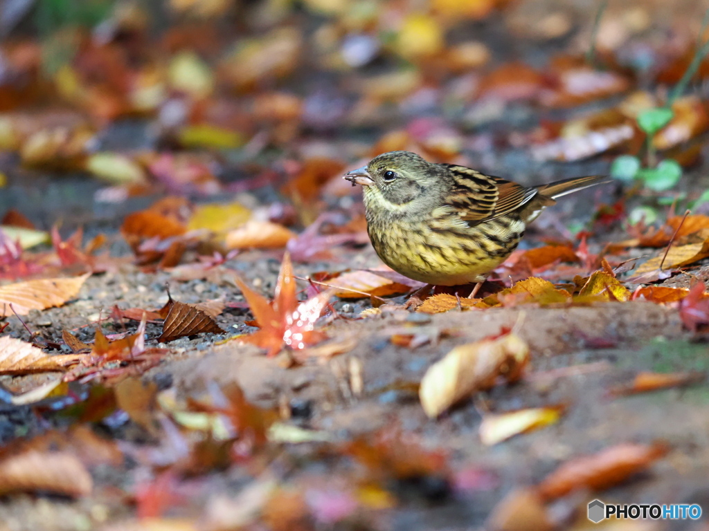 可愛いアオジさん