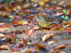 可愛いアオジさん