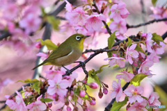 河津桜にメジロ