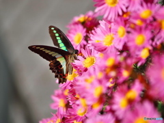 小菊にアオスジアゲハ