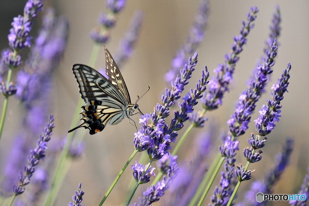 ラベンダーにアゲハチョウ