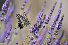 ラベンダーにアゲハチョウ