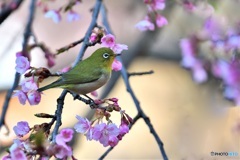 河津桜にメジロ
