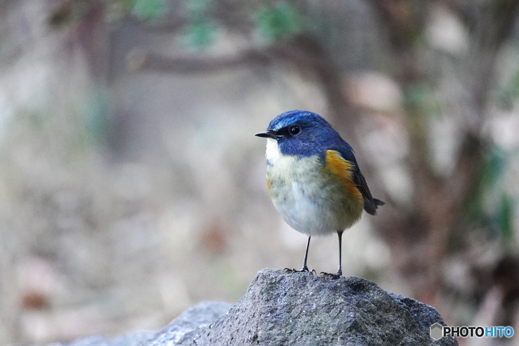 瑠璃色の貴公子