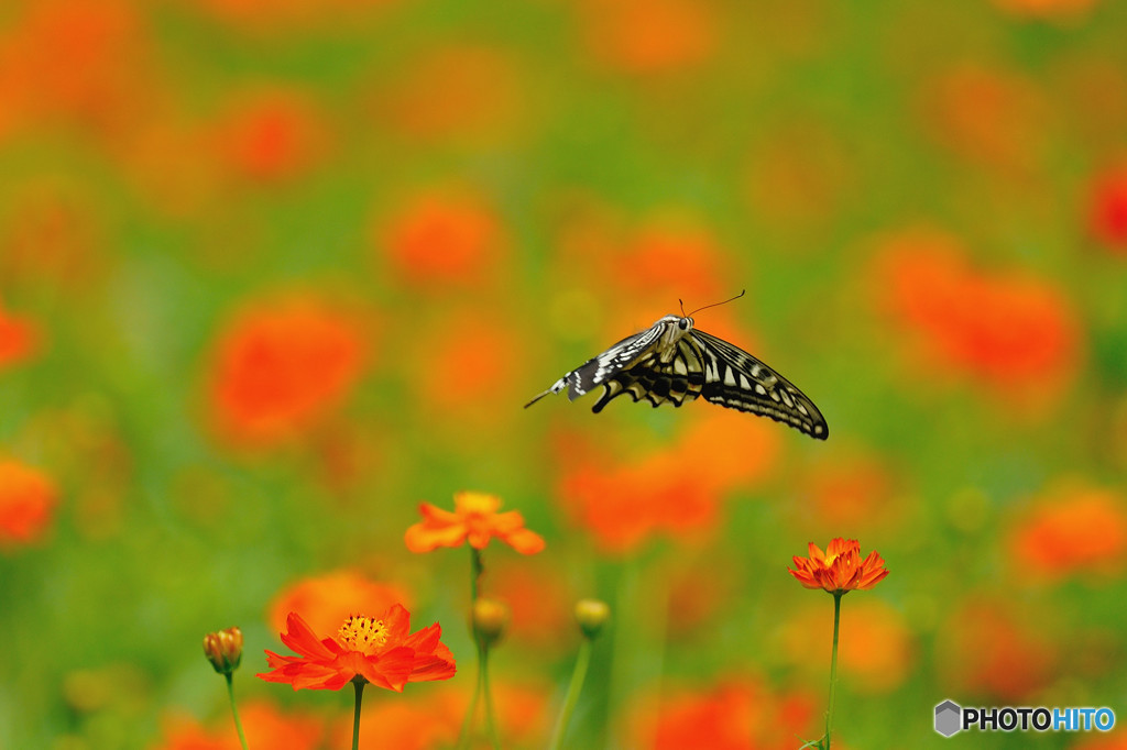 Flight of the butterfly