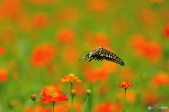 Flight of the butterfly