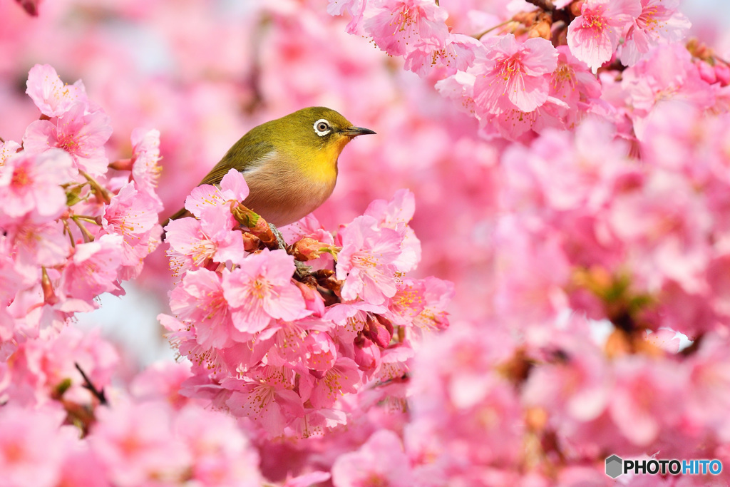 やさしい鼓動