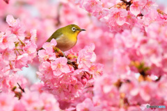 やさしい鼓動