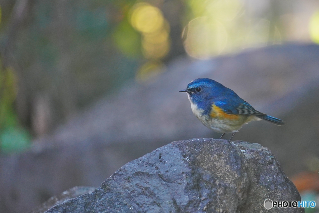 木洩れ日の中で
