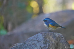 木洩れ日の中で