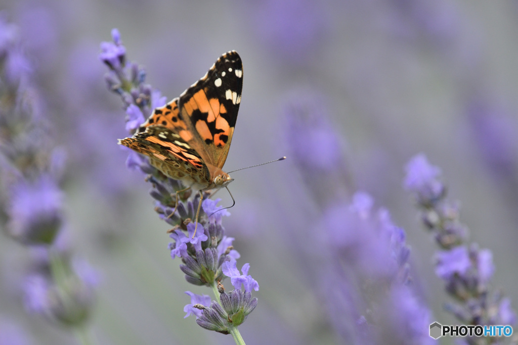 ラベンダー畑のヒメアカタテハ