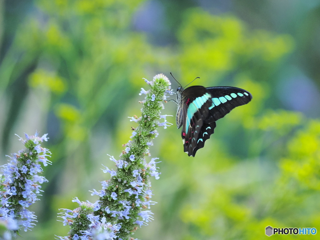アガスターシェとアオスジアゲハ