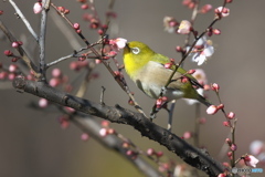 梅にメジロ