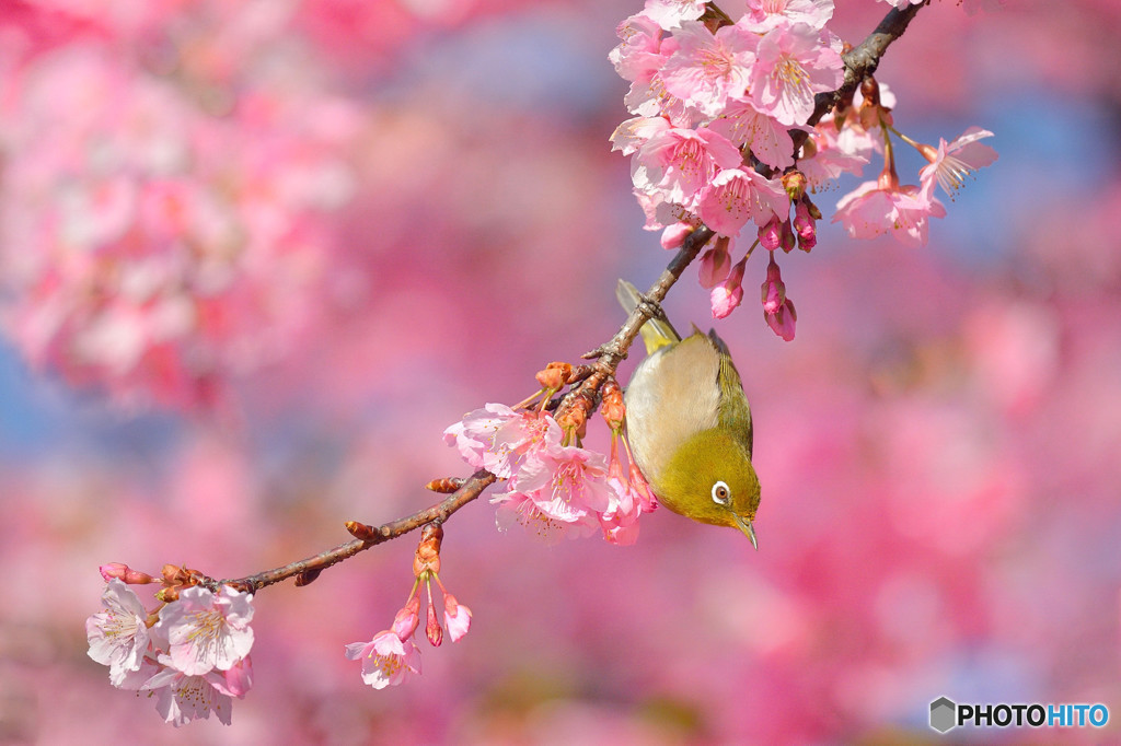 春うらら