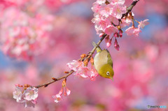 春うらら