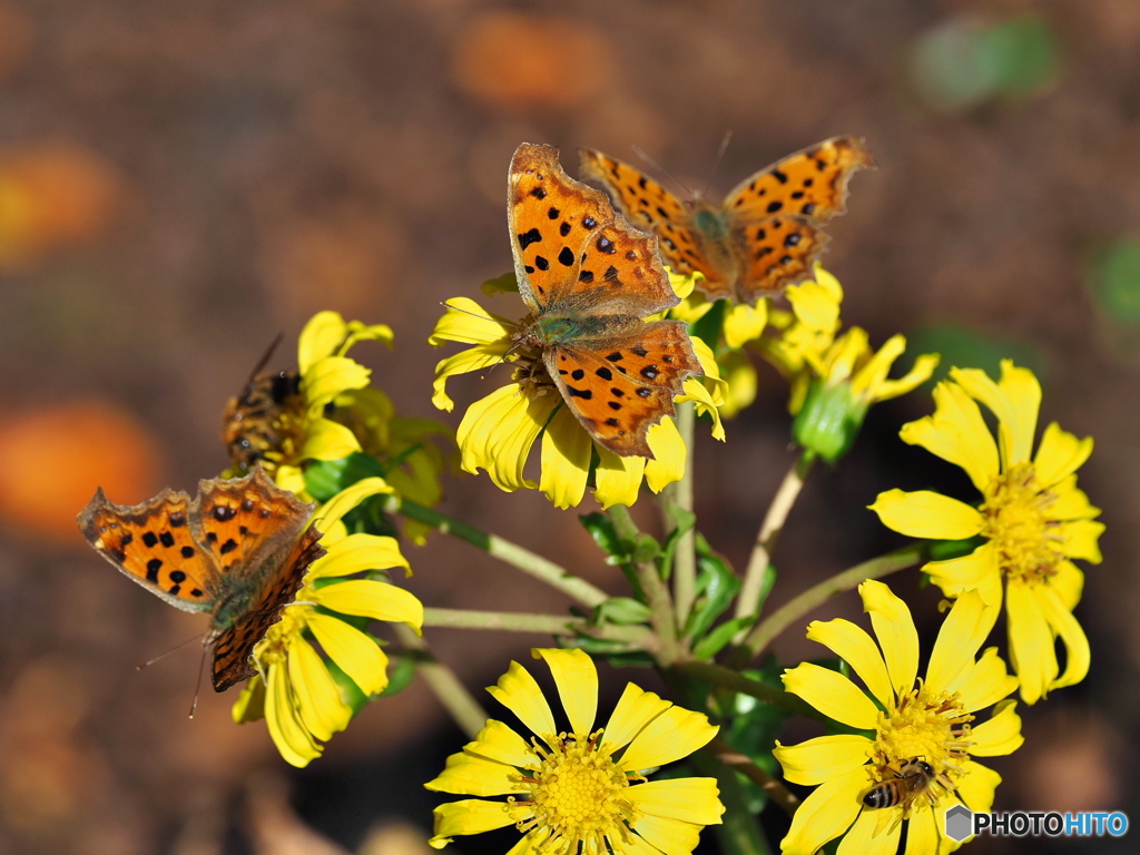 森のレストラン