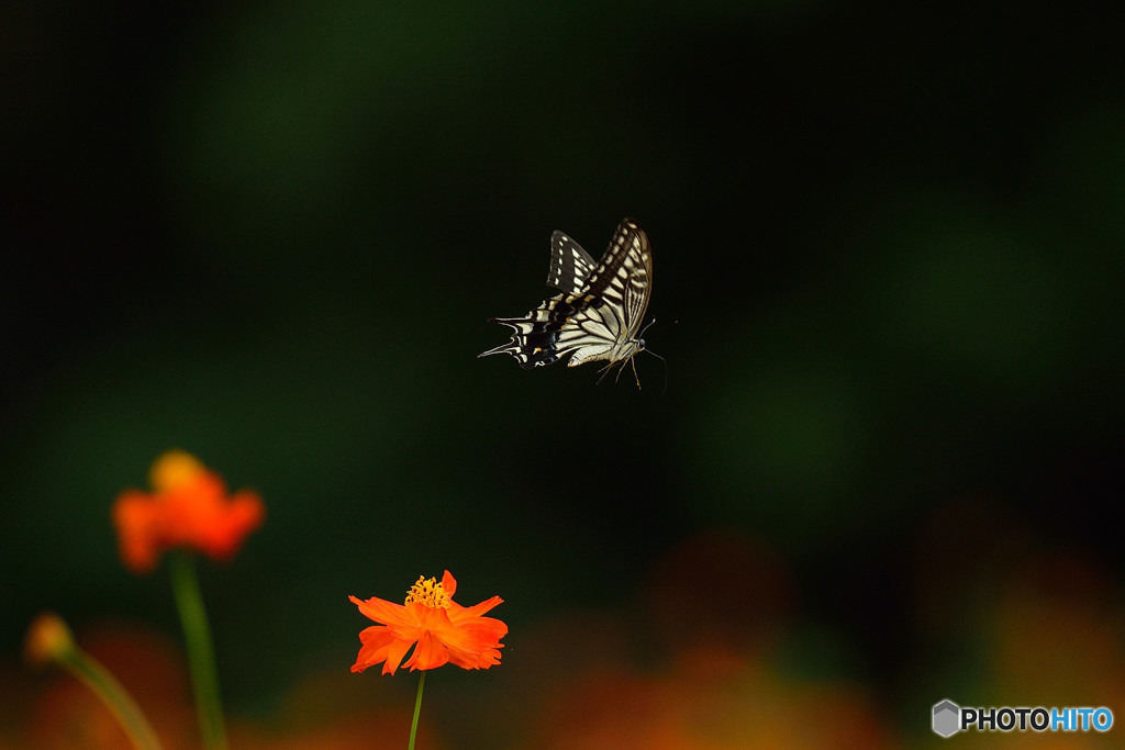 アゲハチョウの飛翔