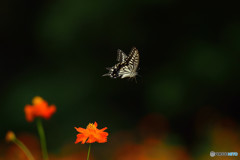 アゲハチョウの飛翔