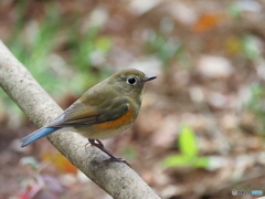 ルリビタキ♀
