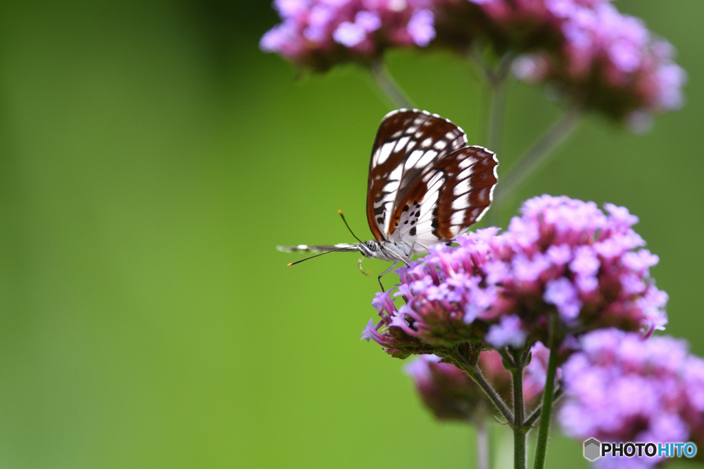 梅雨の晴れ間に