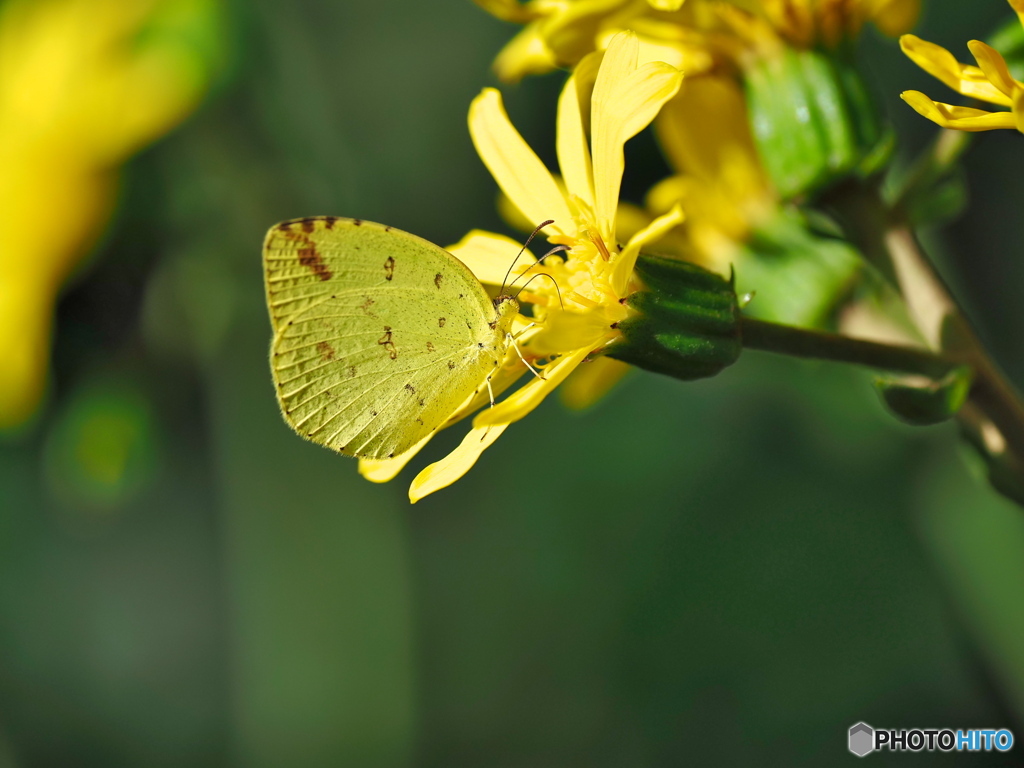 ツワブキとキチョウ
