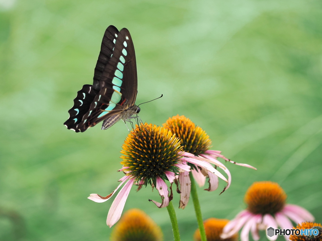 エキナセアにアオスジアゲハ
