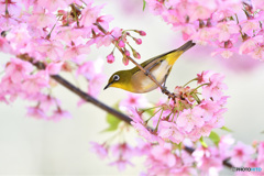 河津桜に