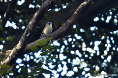 青い鳥