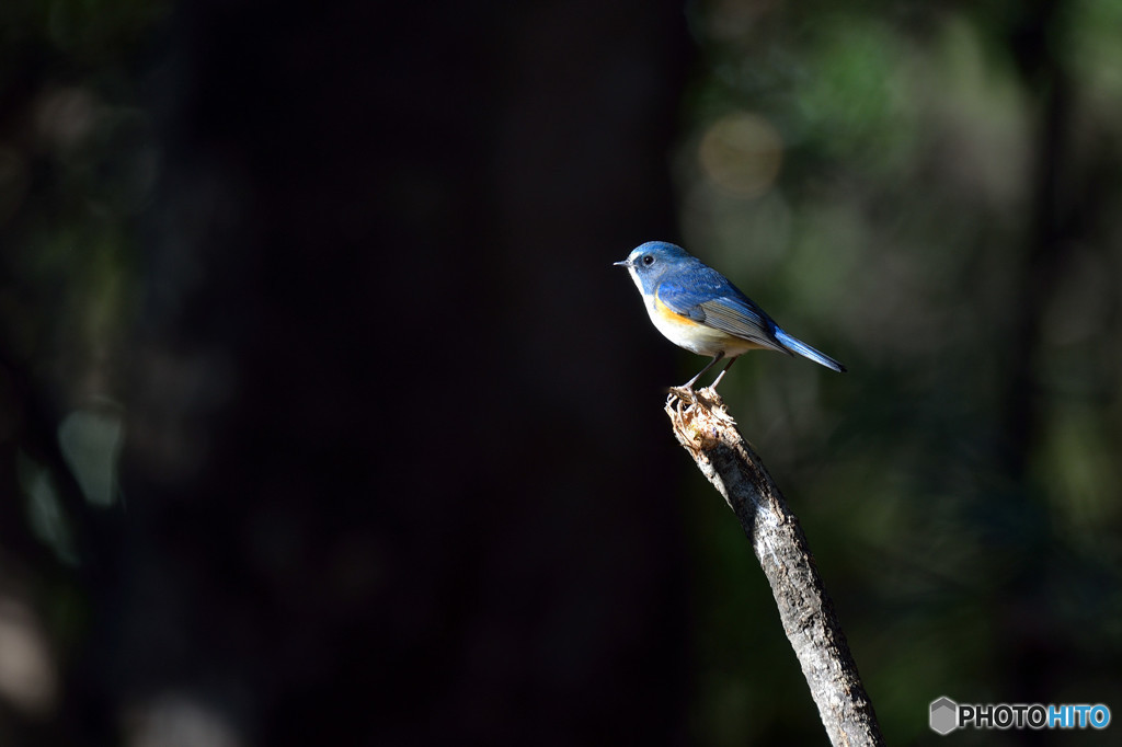森の青い貴公子