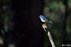 森の青い貴公子