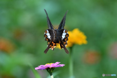 ＦＬＹＩＮＧ