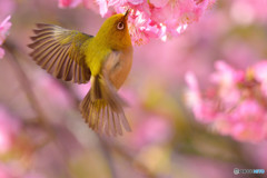 河津桜に舞う