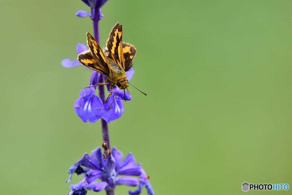 ブルーサルビアとキマダラセセリ