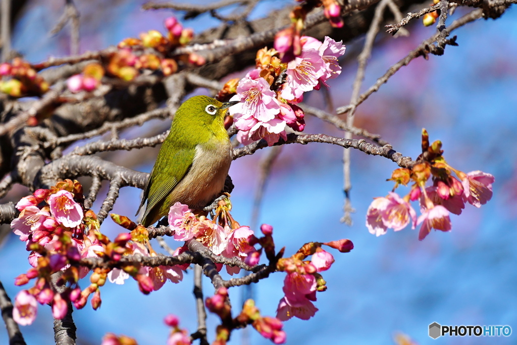 河津桜開花